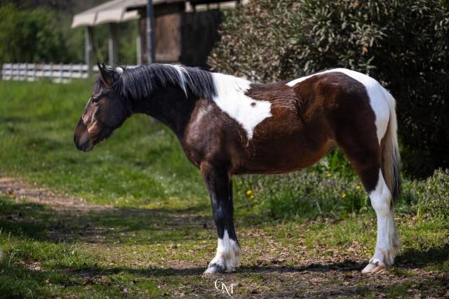 Cavalla pezzata di 4 anni
