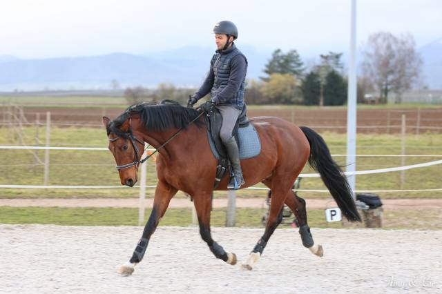 Castrone Cavallo da Sport Germano In vendita 2020 Baio