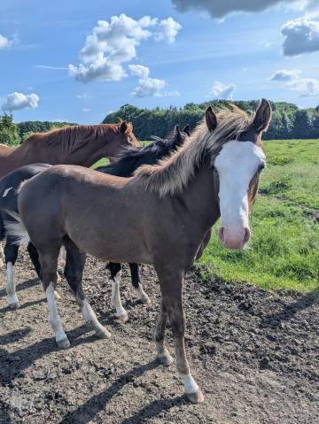 Puledro Paint Horse In vendita 2025 Sorrel ,  ROCK SONNY VERSARY