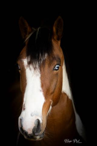 Castrone Paint Horse In vendita 2023 Tobiano