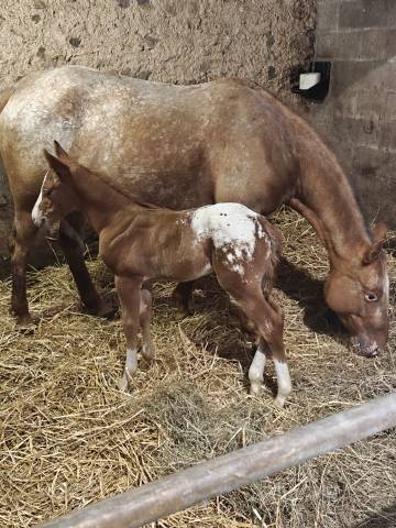 Puledro Appaloosa In vendita 2026 Altro colore ,  FLETCH ARISTOCRAT MR