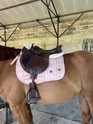 Sella mista CWD  17.5" - 2022