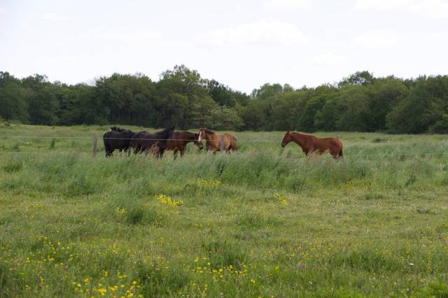 Alloggio equestre In vendita Maine-et-Loire