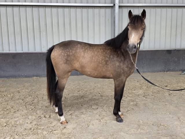 Cavalla sBs Cavallo da Sport Belgio In vendita 2023 Isabella