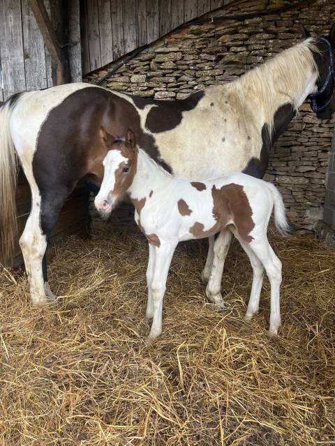 Cavalla Sella Francese In vendita 2011 Pezzato ,  Visage Van de Olmenhoeve