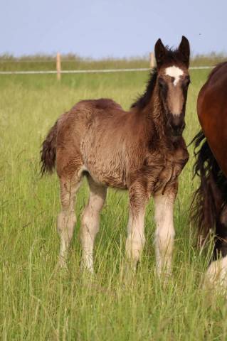 Puledra Shire In vendita 2026 Nero ,  Ruskington Quantum Lad