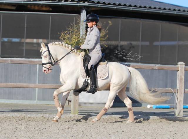 Pony Belga castrone - perfetto per il dressage 