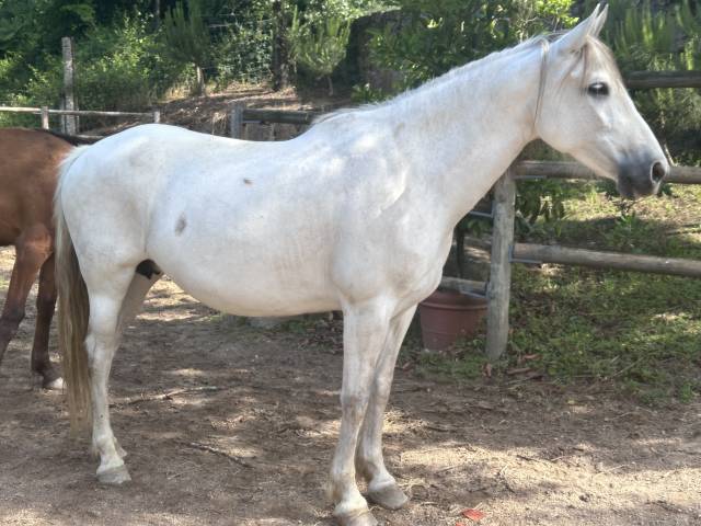 Cavalla PRE Andaluso In vendita 2015 Grigio ,  GRACIOSO DI