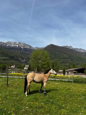Cavalla PFS Pony Francese da Sella In vendita 2014 Isabella