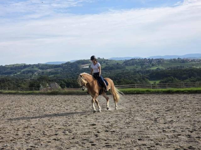 Castrone Haflinger In vendita 2019 Crine lavato ,  VOLTAIRE PENN