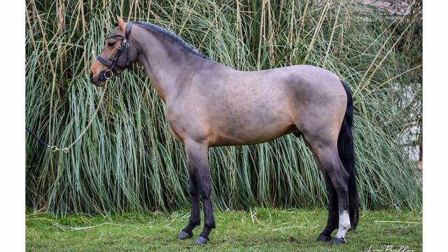 Castrone Pony da Sella Belgio In vendita 2016 Baio