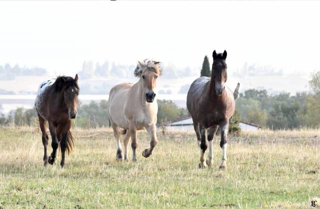 Istruttore di equitazione - Non salariato Part-time - Haute-Garonne Francia