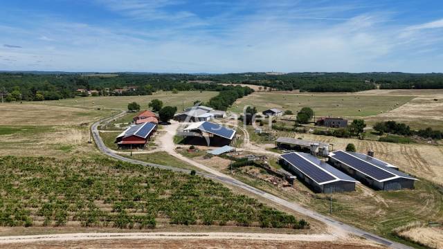 Azienda ovina In vendita Lot