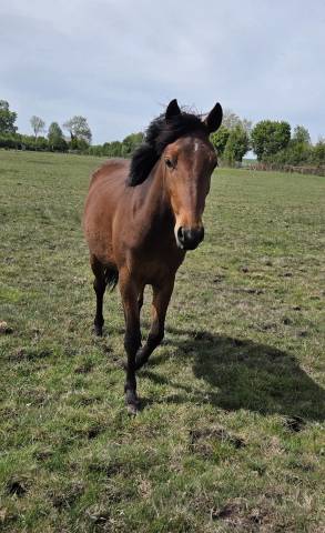 Cavalla New Forest In vendita 2024 Baio ,  L'ancelot du m&eacute;nage