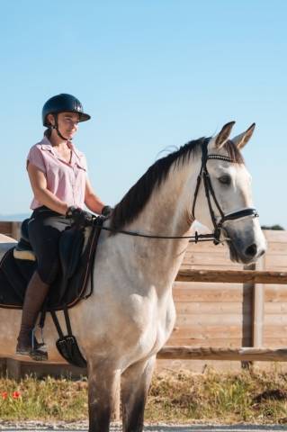 Castrone KWPN Cavallo da Sport Neerlandese In vendita 2019 Isabella