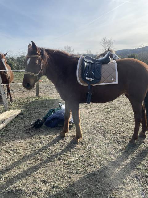 Sella mista  Eric Mondange 17.5" - 2021