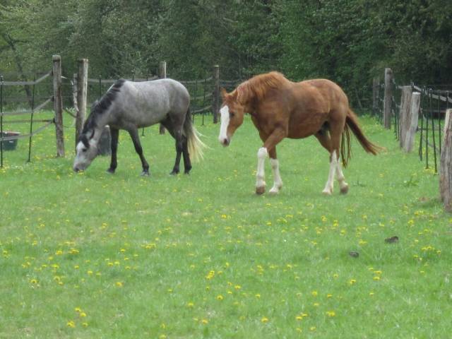 Propriet&agrave; equestre In vendita Seine-et-Marne