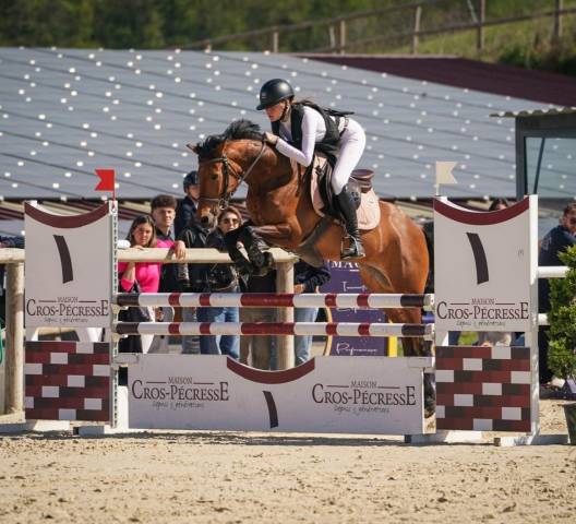 Castrone PFS Pony Francese da Sella In vendita 2020 Baio