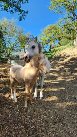 Puledro Welsh Poney (Sezione A) In vendita 2026 Cremello