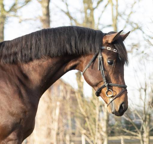 Intero KWPN Cavallo da Sport Neerlandese In vendita 2022 Scuro ,  Next Romancier