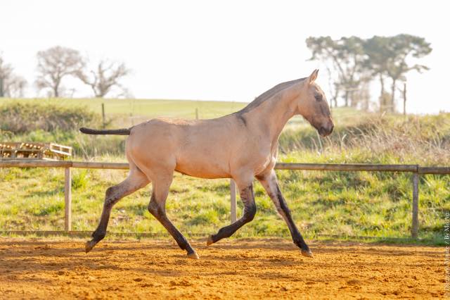 Puledro Lusitano In vendita 2025 Dun