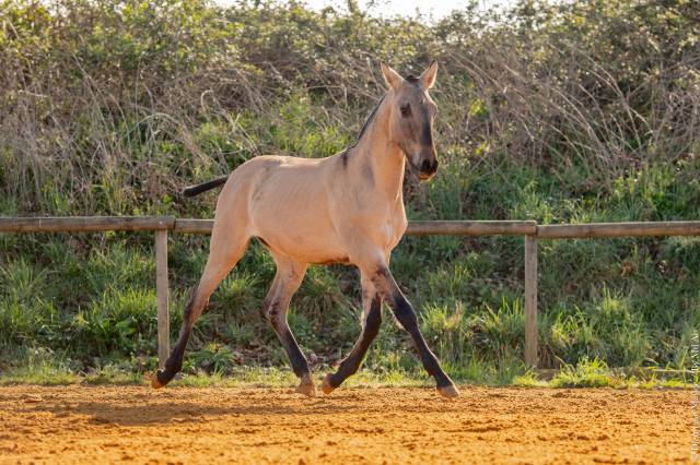 Puledro Lusitano In vendita 2025 Dun