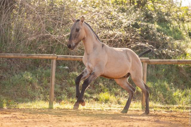 Puledro Lusitano In vendita 2025 Dun