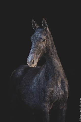 Puledra Lusitano In vendita 2025 Grigio