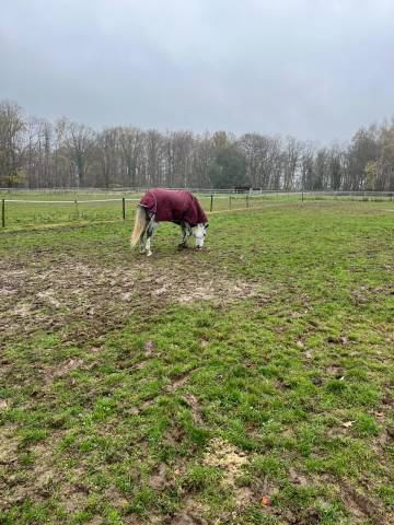 Castrone BWP Cavallo da Sangue Belgio In vendita 2020 Bianco ,  H-Ekwador
