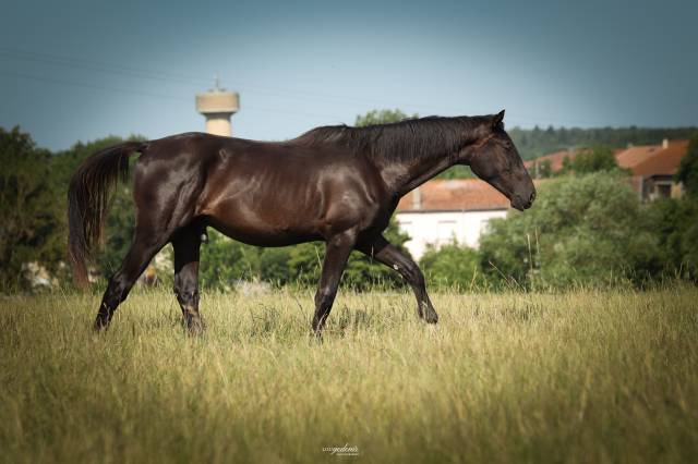 Castrone Sella Francese In vendita 2023 Nero ,  BALOU DU ROUET