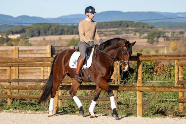 Castrone KWPN Cavallo da Sport Neerlandese In vendita 2019 Baio
