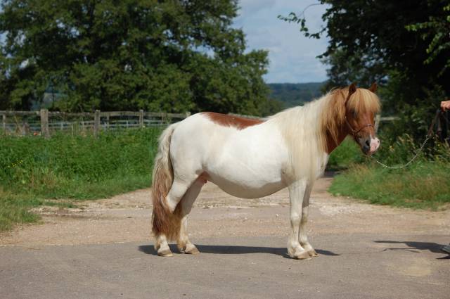 Cavalla Shetland In vendita 2008 Pezzato ,  TOMMIE VD SLEUTELHOF