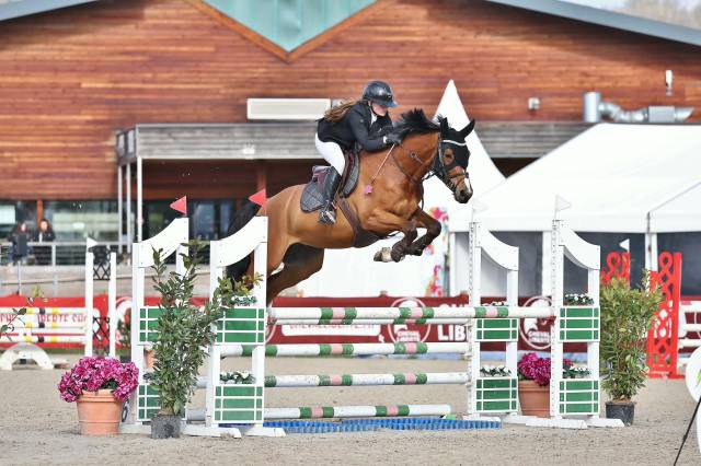 Castrone Sella Francese In vendita 2021 Baio ,  No Records.