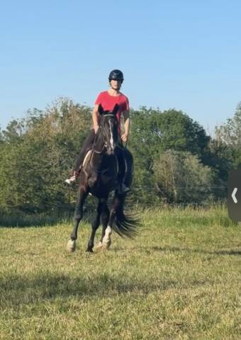 Castrone Trottatore Francese In vendita 2022 Nero
