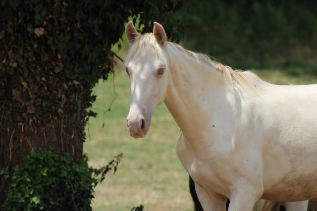Castrone PRE Andaluso In vendita 2025 Cremello
