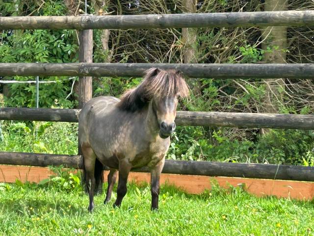 Cavalla Origine Non Constatata In vendita 2017 Isabella