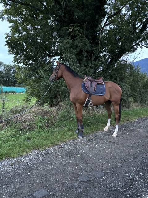 Sella da cross Devoucoux  17" - 2015