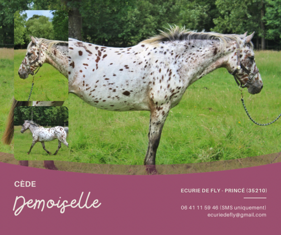 Cavalla Origine Non Constatata In vendita 2013 Appaloosa