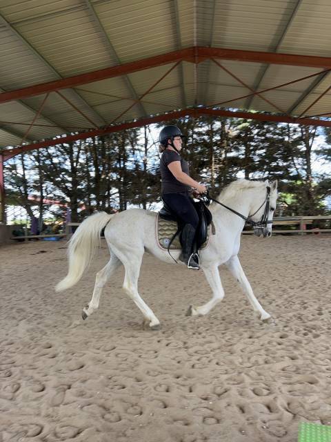 Sella da dressage Jorge Canaves  17.5" - 2015