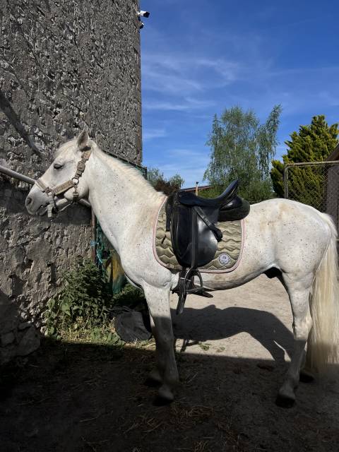Sella da dressage Jorge Canaves  17.5" - 2015