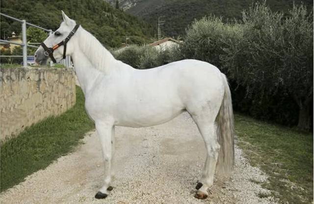 Cavalla in vendita