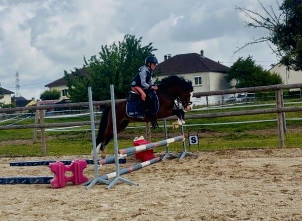 Intero PFS Pony Francese da Sella In vendita 2023 Baio