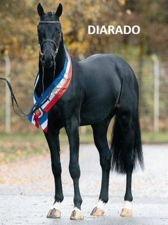 Puledro Sella Francese In vendita 2024 Nero ,  diarado