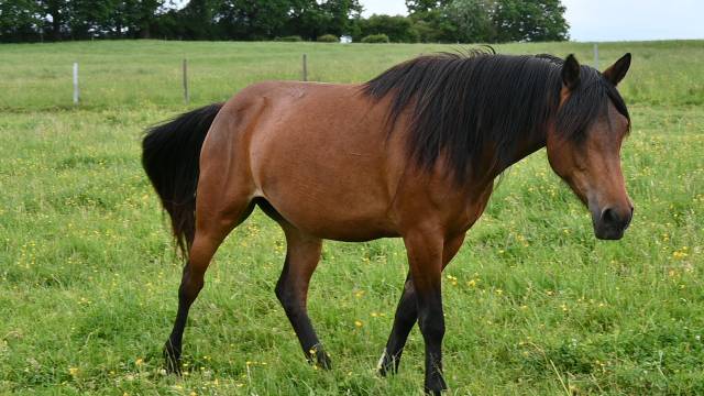 Cavalla Cob Normande In vendita 2023 Baio