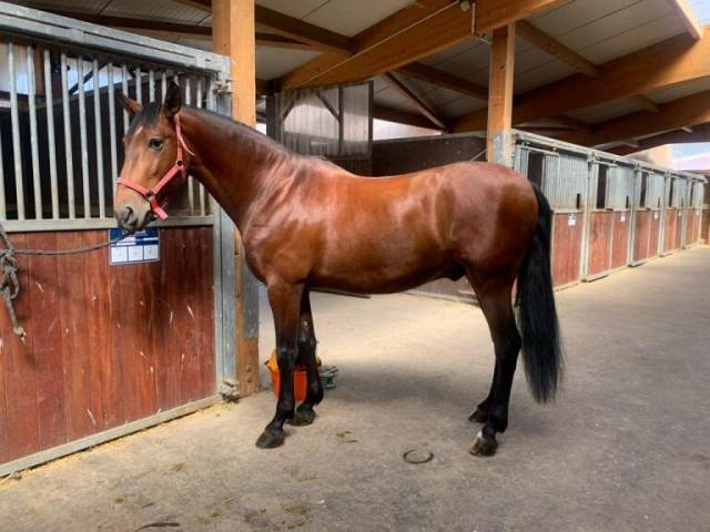 Castrone Lusitano In vendita 2019 Baio scuro ,  Sudan 4
