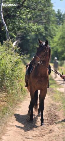 Cavalla Trottatore Francese In vendita 2023 Baio