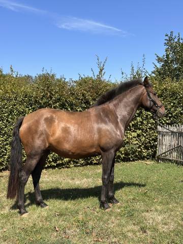 Fattrice Lusitano In vendita 2021 Isabella ,  IMPERADOR PRT