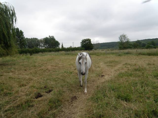 Cavalla Arabo In vendita 2014 Sauro ,  KATAR