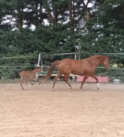 Cavalla PFS Pony Francese da Sella In vendita 2017 Sauro ,  Blue tinka Tilia
