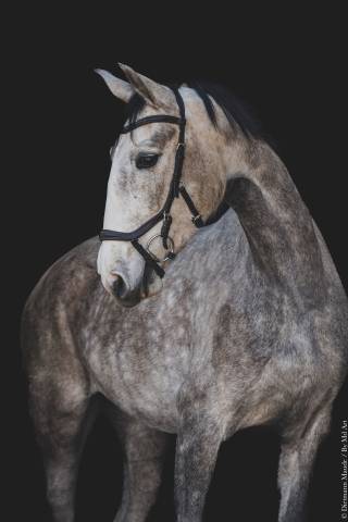 Cavalla Lusitano In vendita 2020 Grigio